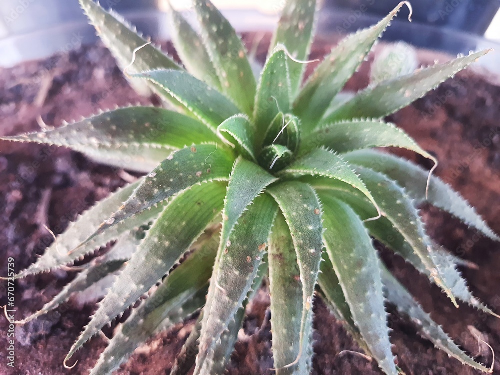 Close up of an Aloe aristata or Aristaloe aristata, succulent is a species of aloe vera, belonging to the Xanthorrhoeaceae family. Aristata means “long tip” or “beard”, Close up of an Aloe aristata or Aristaloe aristata, succulent is a species of aloe vera, belonging to the Xanthorrhoeaceae family. Aristata means “long tip” or “beard”,