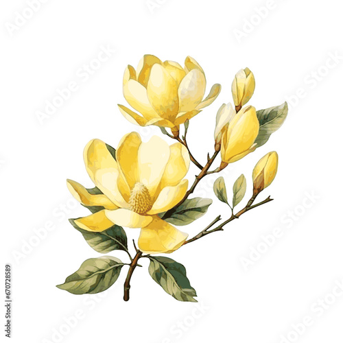 Beautiful yellow magnolia flower branch with leaves watercolor paint on white background