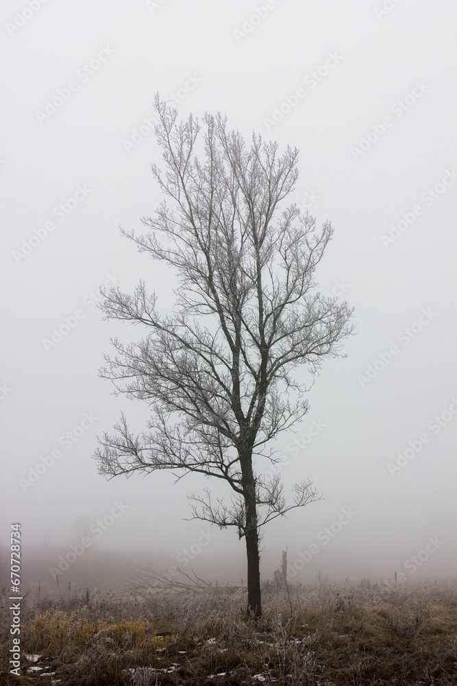 a lonely tree without foliage among a field and fog in gloomy weather a lonely tree without foliage among a field and fog in gloomy weather