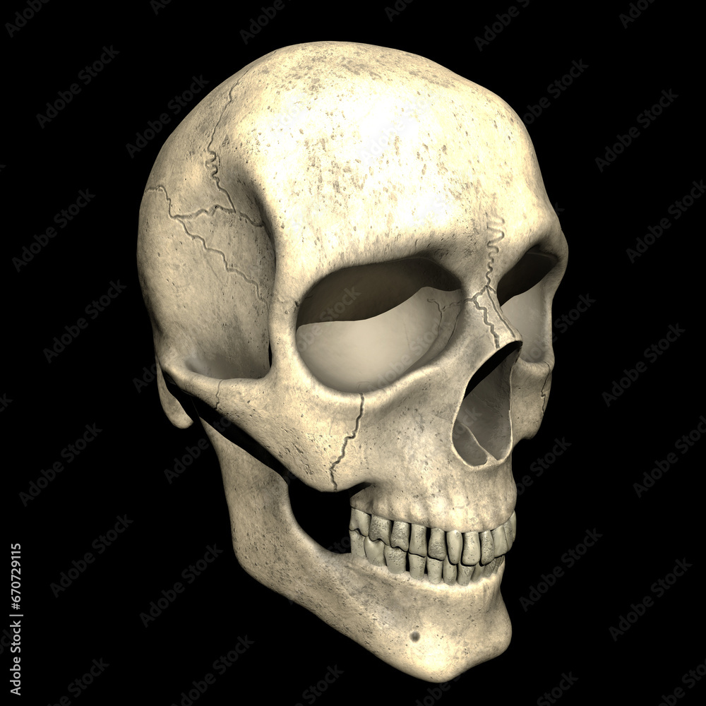 Obraz premium human skull on black