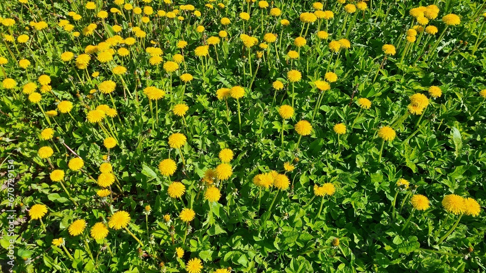 Bright yellow dandelion flowers bloom beautifully in fields and meadows in spring