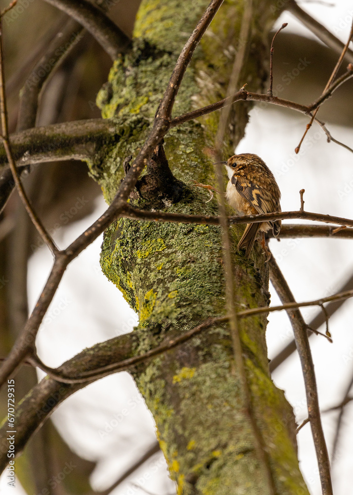 Treecreeper (Certhia familiaris) Spotted Outdoors in Dublin, Ireland Treecreeper (Certhia familiaris) Spotted Outdoors in Dublin, Ireland