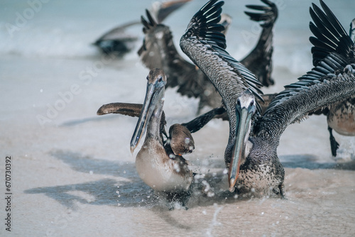 Pelicans splashing in shallow waters on Tulum beach photo