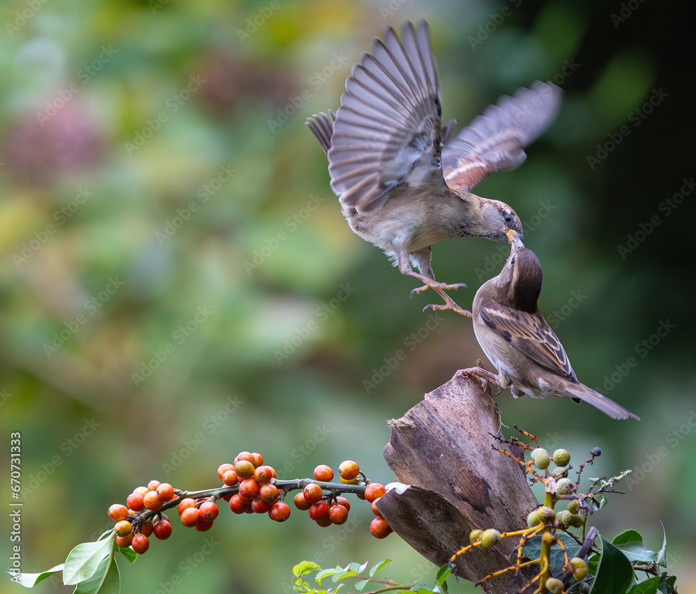 Fototapeta premium Sparrows with unusual acrobatics, fights and flights competing for food and territory