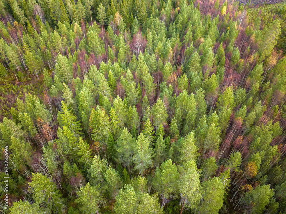 Scenic drone photo of autumn colored deciduous and coniferous forest, landscape in North Sweden. Fall season in beautiful northern Sweden, Vasterbotten, Umea. Side view photo Scenic drone photo of autumn colored deciduous and coniferous forest, landscape in North Sweden. Fall season in beautiful northern Sweden, Vasterbotten, Umea. Side view photo