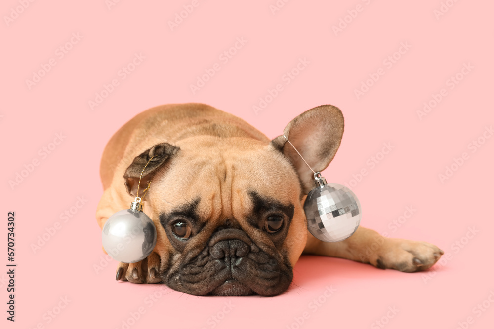 Cute pug dog with Christmas balls lying on pink background