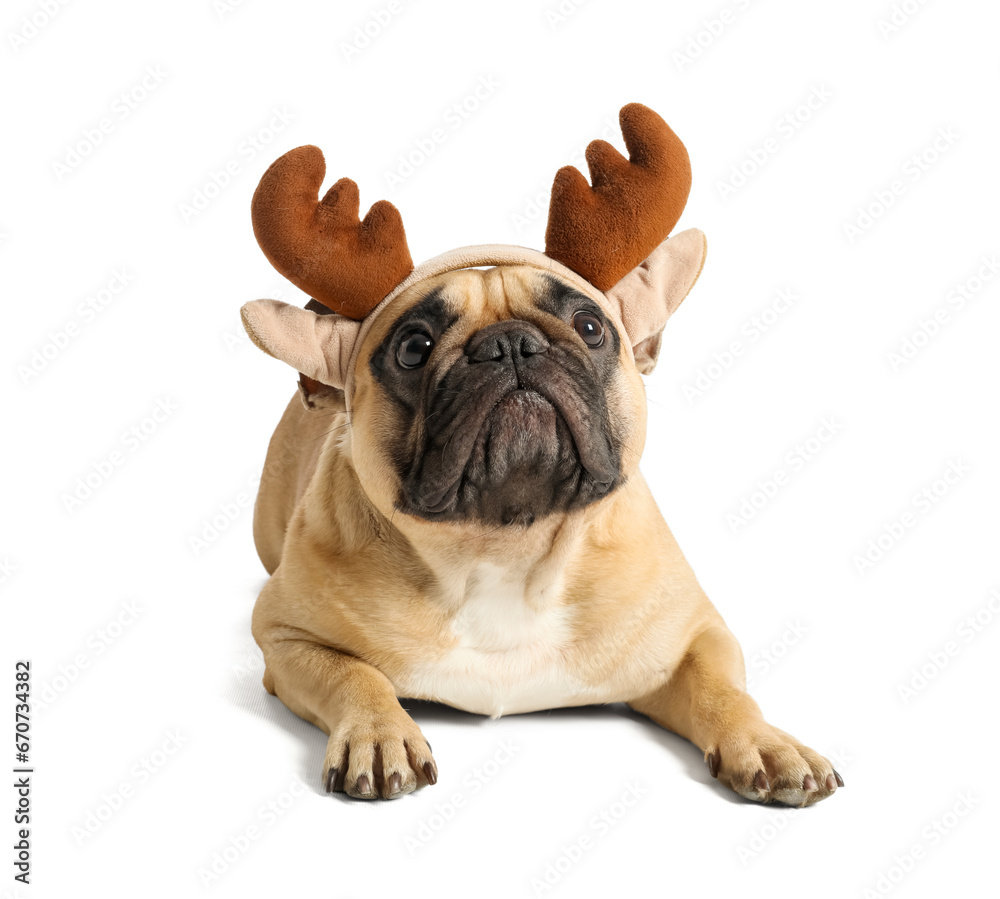 Fototapeta premium Adorable french bulldog puppy wearing reindeer antlers headband, festive holiday pet costume, isolated white background