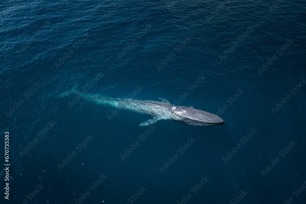Fototapeta premium Majestic humpback whale swimming in the ocean