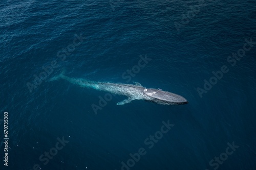 Majestic humpback whale swimming in the ocean © Wirestock