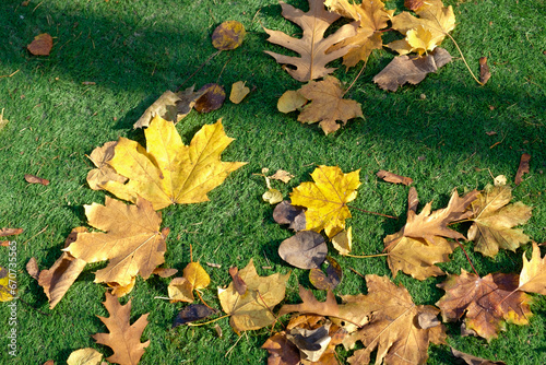 Autumn fallen leaves on the artificial turf of a football field