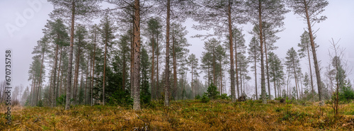 Close up scenic wide panorama view on pine tree forest edge. Quite dark foggy morning. Northern Sweden