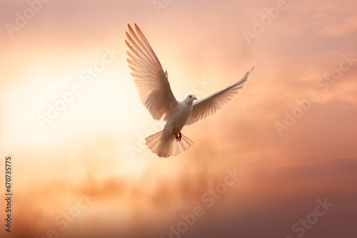 dove in flight - holy lighting