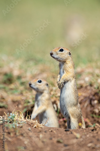 Anatolian Souslik-Ground Squirrel (Spermophilus xanthoprymnus) looking out of the nest.