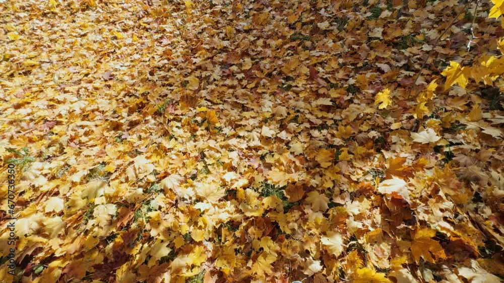 Autumn leaves lying in the sun Autumn leaves lying in the sun