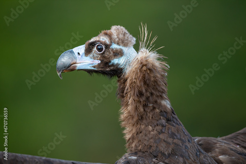 Portrait of Cinereous Vulture  Aegypius monachus  on green natural background.