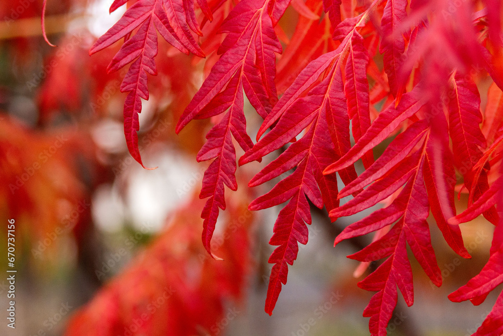 Bright red sumac leaves in autumn. Bright red sumac leaves in autumn.