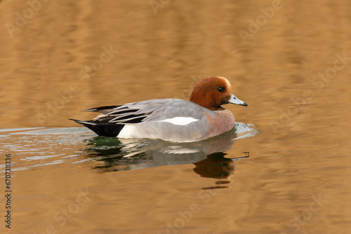 Close-up of the Eurasian wigeon (European wigeon, Mareca penelope) - a colorful duck in a pond
