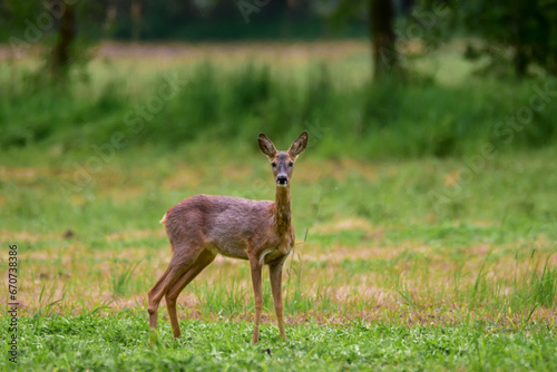 Fototapeta Naklejka Na Ścianę i Meble -  The roe deer (Capreolus capreolus) on a meadow