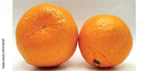 Two tangerines vector. Ripe tangerine vector isolated close up. Citrus tangerine on a white background. Cellulite and stretch marks on the skin. Texture of tangerine peel. Ripe citruses and fruits. 