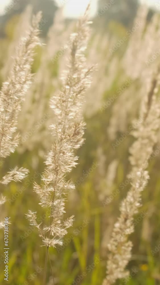 Field of dry feather grass. Tranquil nature vertical background. Field of dry feather grass. Tranquil nature vertical background.