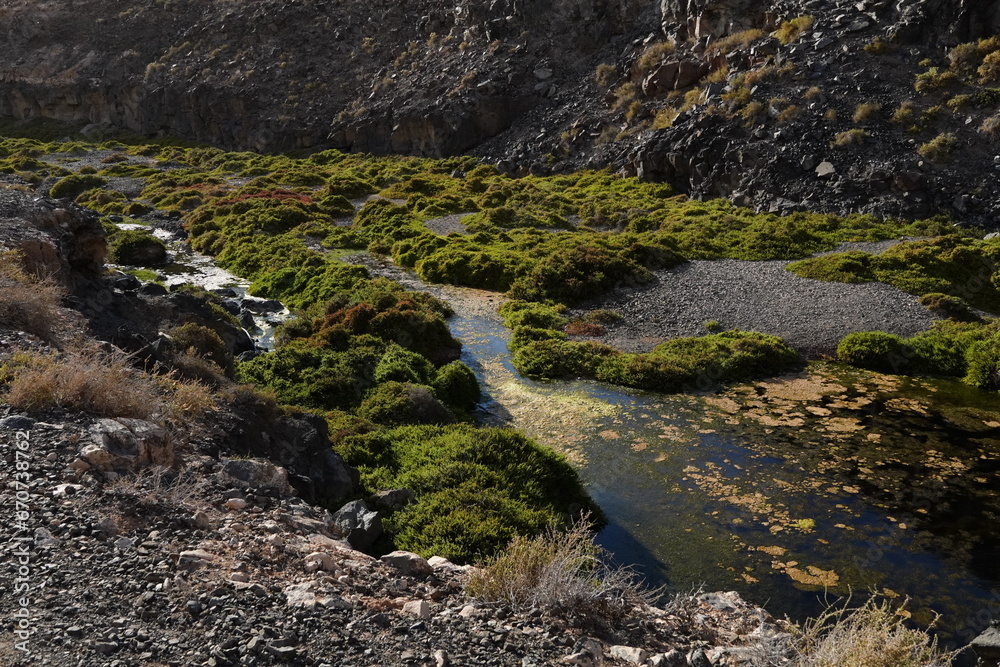 Birds in flight with the arrival of autumn