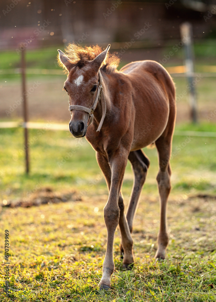 Brown Arabian horse foal walking over green grass field at ranch Brown Arabian horse foal walking over green grass field at ranch
