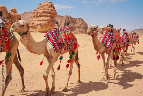 Group of camels, seats ready for tourists, walking in AlUla desert on a bright sunny day, closeup detail © Lubo Ivanko