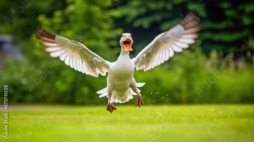 White goose with open wings flying in the air over a green meadow with blurred background. 
