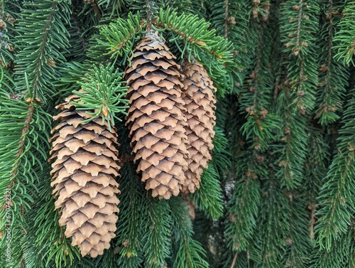 pine cones on a branch