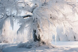 Large tree covered in frost and along icicles, extreme cold winter environment.