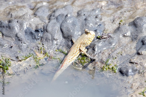 Gold spotted mudskipper, Periophthalmus chrysospilos