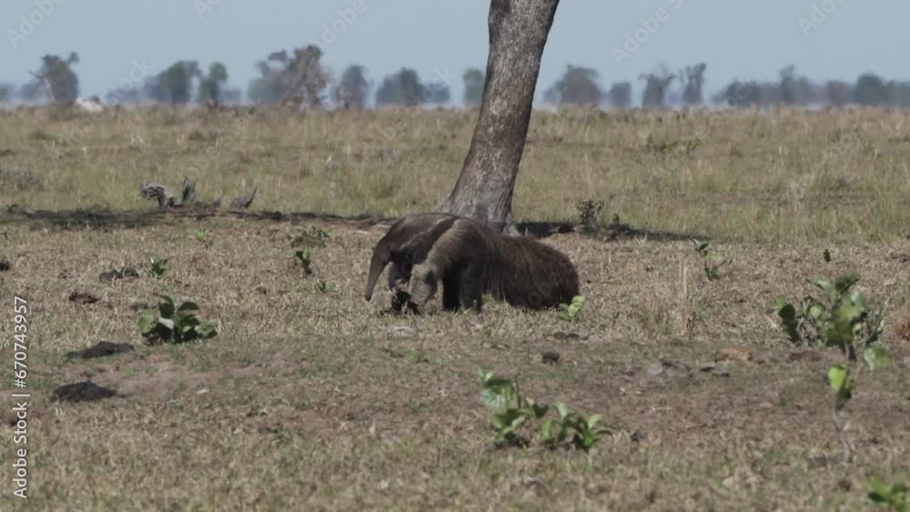 giant anteater walking on a meadow in the Pantanal, Brazil. giant anteater walking on a meadow in the Pantanal, Brazil.