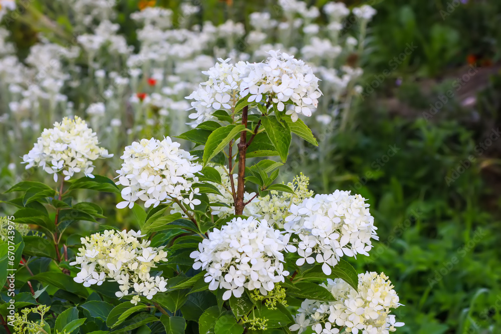 White Hydrangea beautiful flowers. Outdoor decor in a park. White Hydrangea beautiful flowers. Outdoor decor in a park.