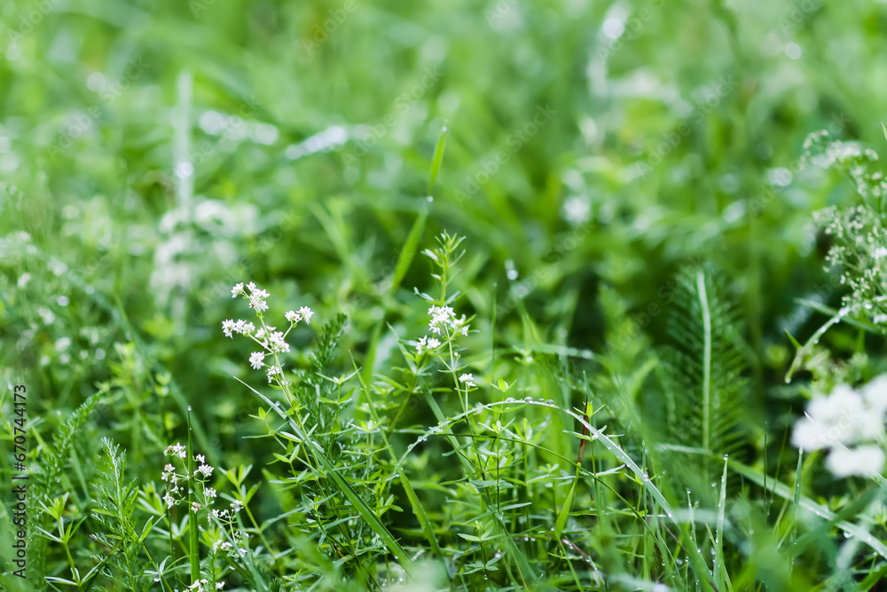 Meadow with fresh green grass in summer day. Meadow with fresh green grass in summer day.
