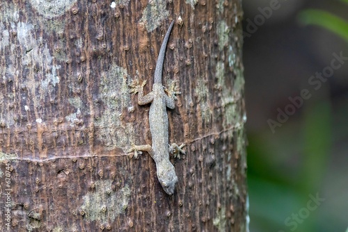 Common house gecko, Hemidactylus frenatus, on a tree photo