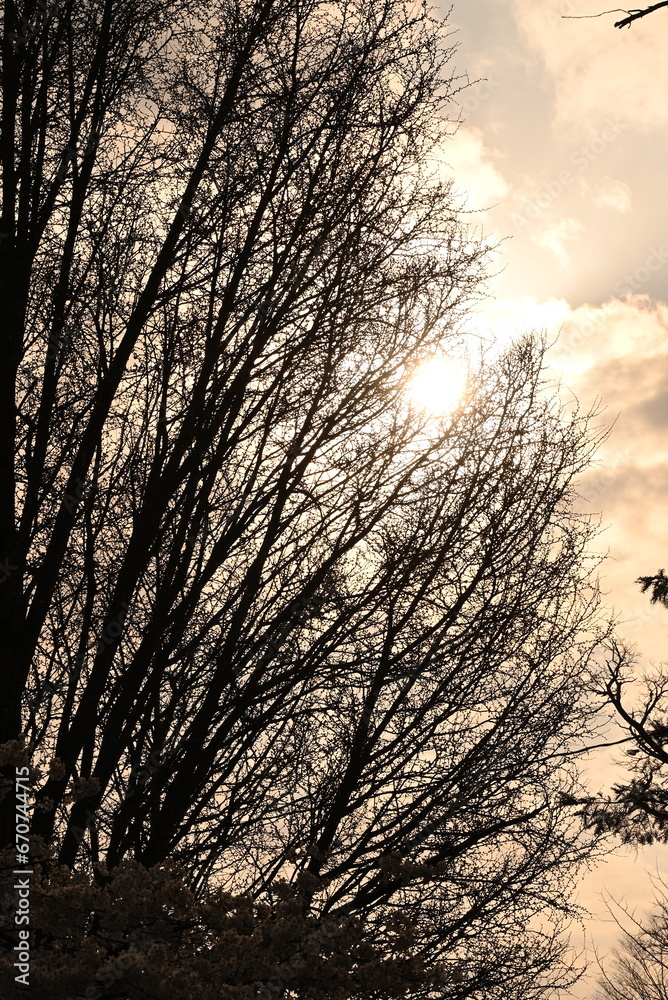 Obraz premium 桜の木と空