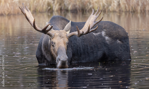 Bull Moose in the Wild  Tranquil Marsh Waters of Northern Ontario  Canada.  Wildlife Photography. 