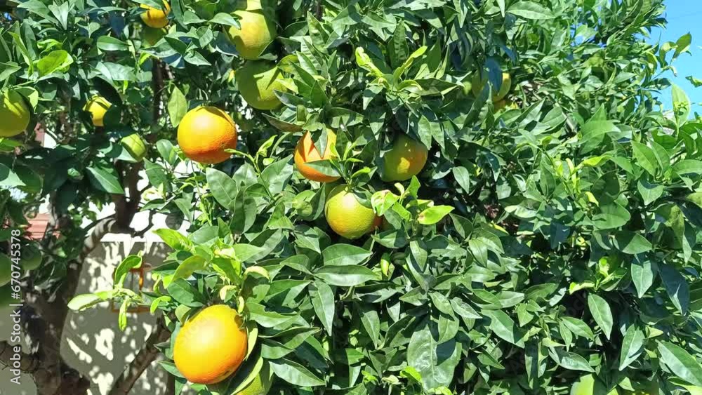 vue d'un oranger, en gros plan