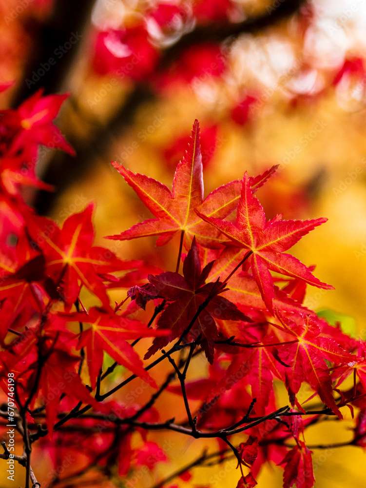 red maple leaves