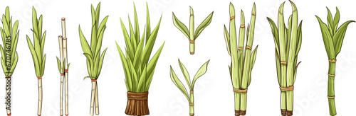 Cartoon sketch sugar canes, isolated cane with leaves. Raw sweet ingredients, nature food elements. Vector organic collection