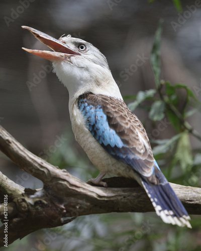 Foto Blue Winged Kookaburra