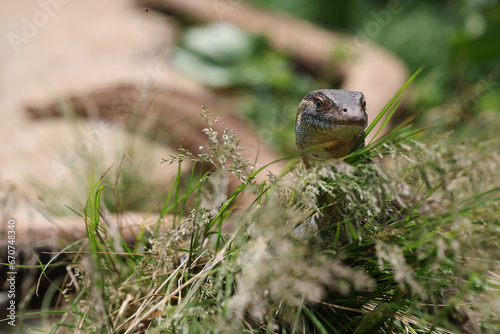 Mertens Water Monitor