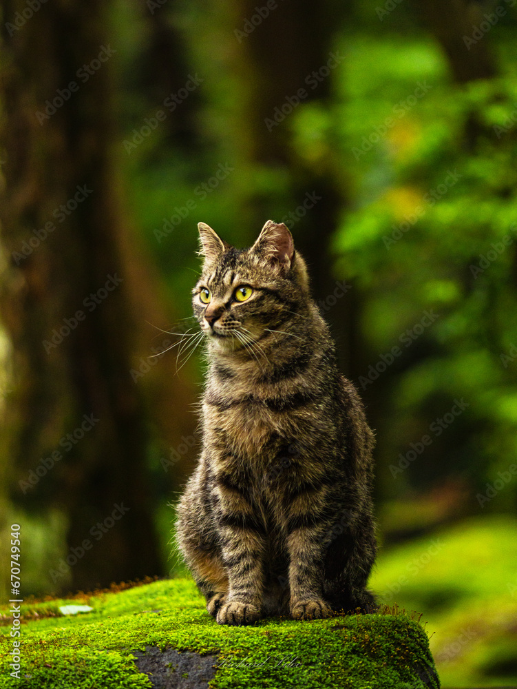 cat in the garden