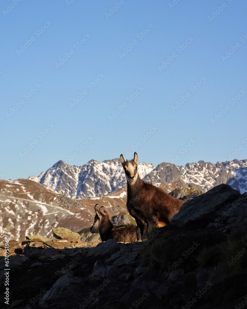 Tatrzańskie kozice na szczytach gór. Tatra chamois on the mountain peaks.