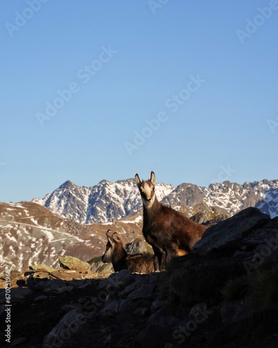 Obraz na płótnie Tatrzańskie kozice na szczytach gór. Tatra chamois on the mountain peaks. w salonie