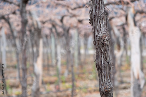 Close up of vine in a vineyard in the province of mendoza in winter