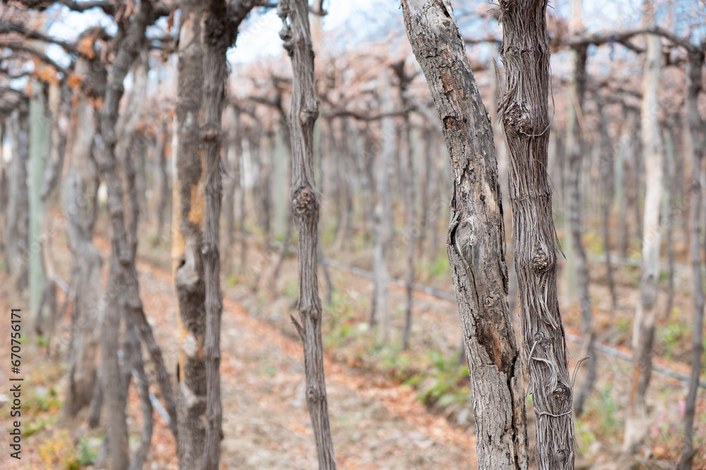 view of a vineyard in the province of mendoza in winter view of a vineyard in the province of mendoza in winter