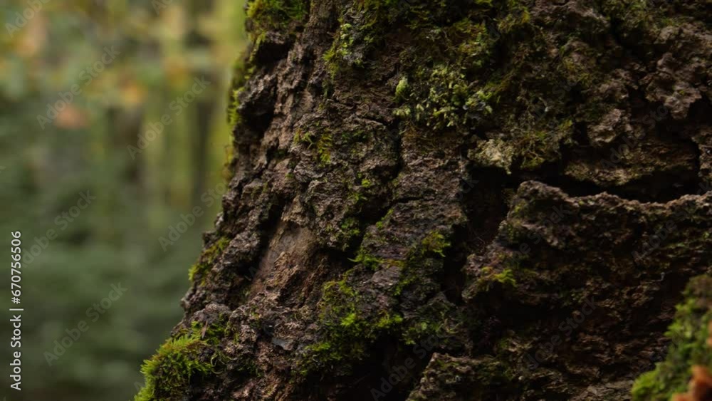 Rough Bark and Verdant Moss: A detailed view of a tree's textured surface complemented by green patches in the forest. Montenegro nature. Rough Bark and Verdant Moss: A detailed view of a tree's textured surface complemented by green patches in the forest. Montenegro nature.