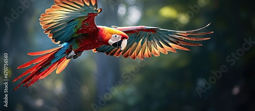 A stunning portrayal of a vibrant macaw parrot in flight captivates our attention This representation beautifully showcases the splendor of the avian world particularly the colorful and liv