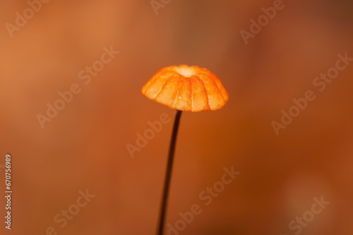 cogumelo minúsculo photo